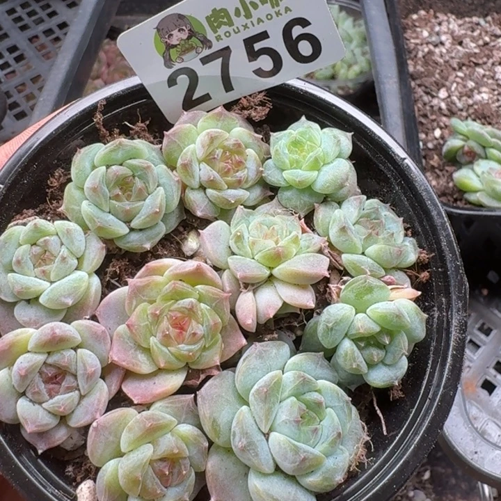 多肉植物多肉植物