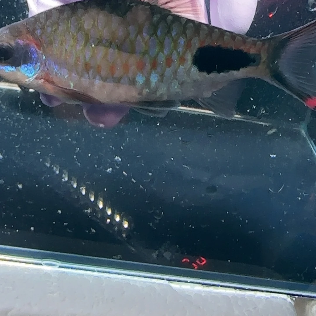 海水鱼野生红线11+京东包邮包损
