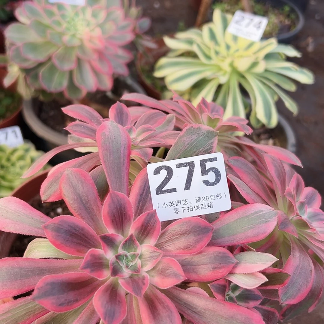 275浣纱多肉植物多肉植物