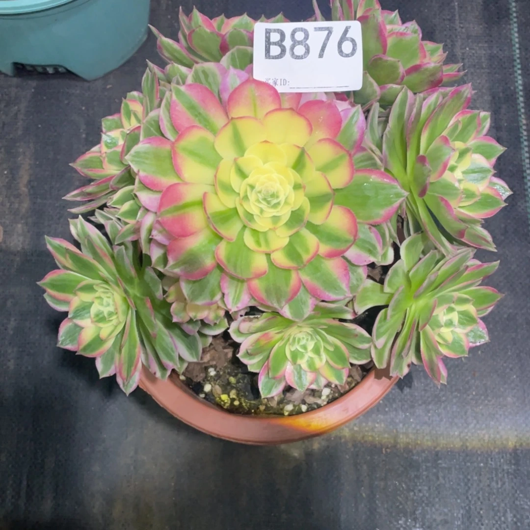 海仙法师。     876