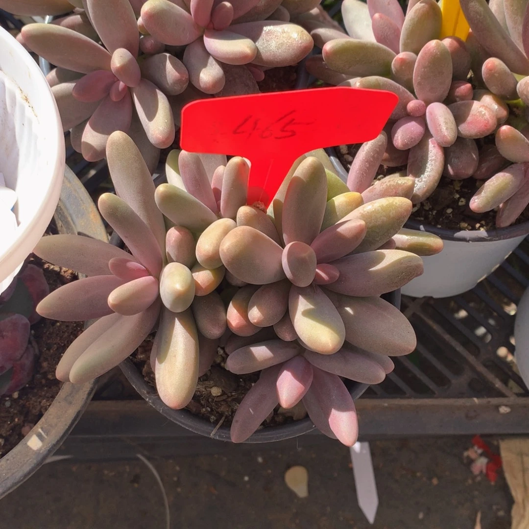 糖果美人7272727272772