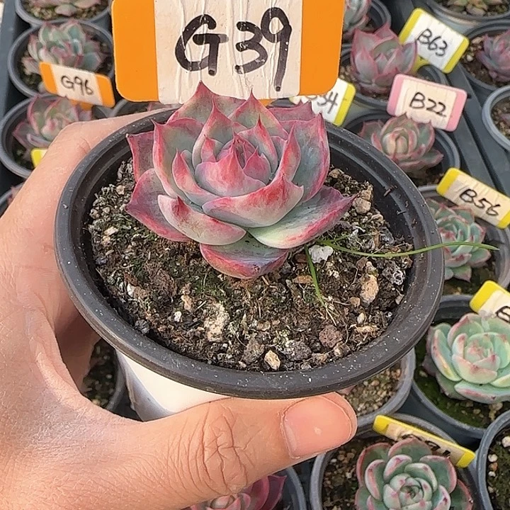 熊***毛G39惊鸿单头多肉