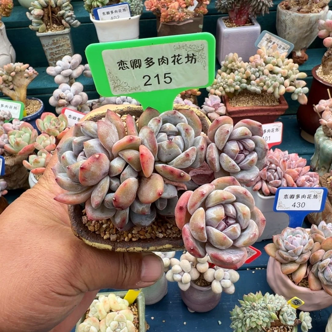 215星影老桩6头砍