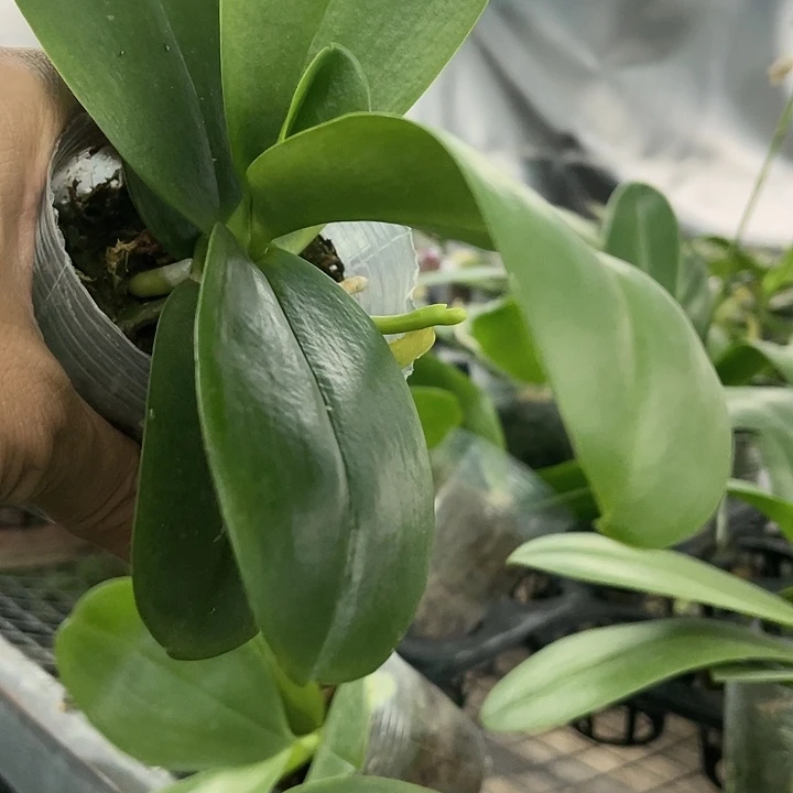 当前无花栽培后可以开花美杜莎3.0双剑叶为瑕疵