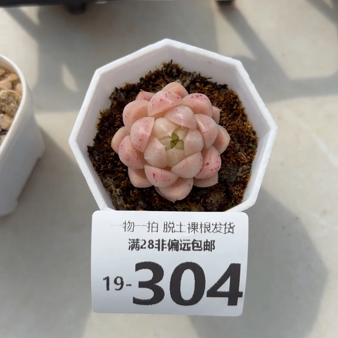 麦秆单头多肉多肉多肉