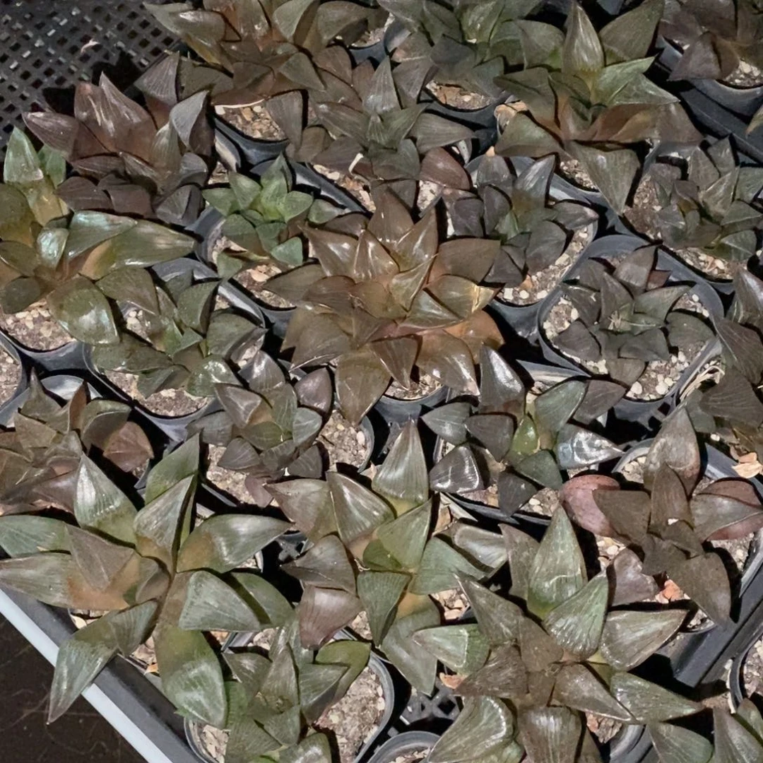 1707 一颗实生大寿 超级福利