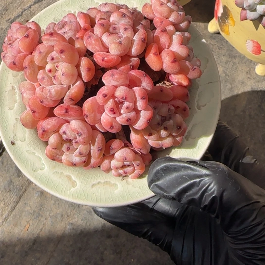 韩版精控的雪抓一颗