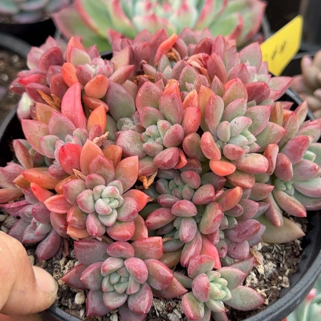 贵妃美人一物一拍包装收缩花旱