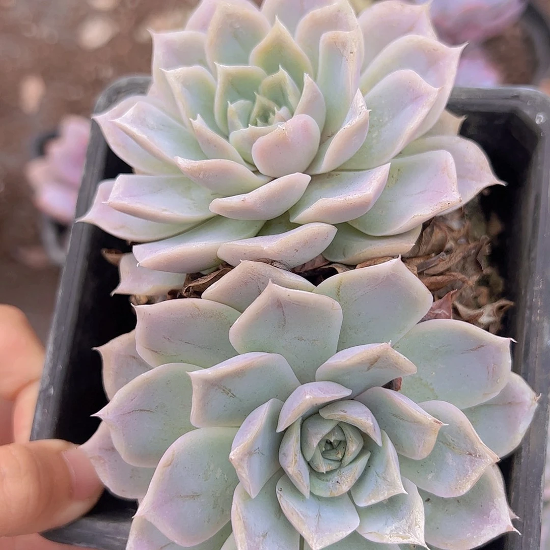 蓝丝绒双头起发精品老桩二盆