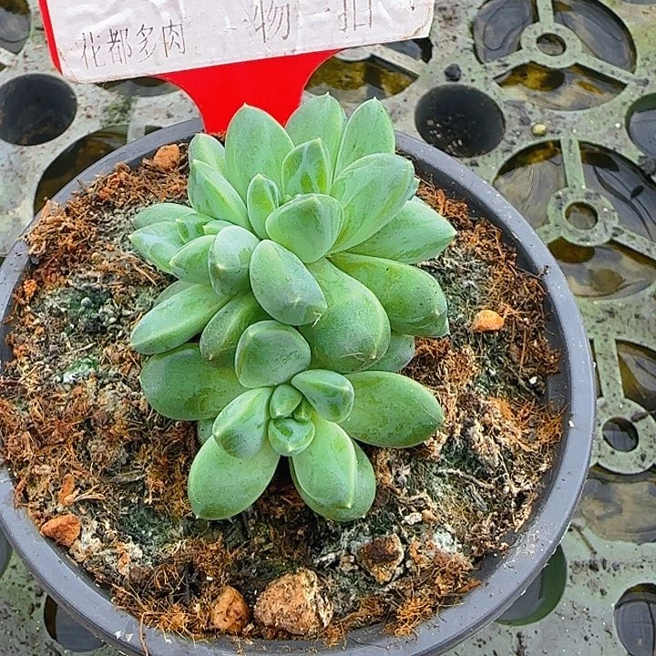 雨花石684多肉植物