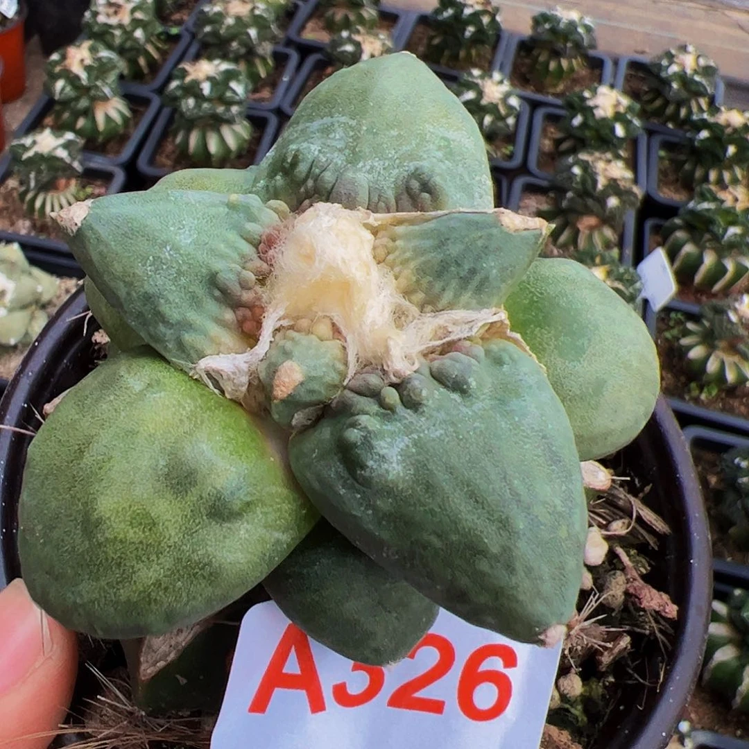 养****光青瓷怒涛牡丹仙人球326