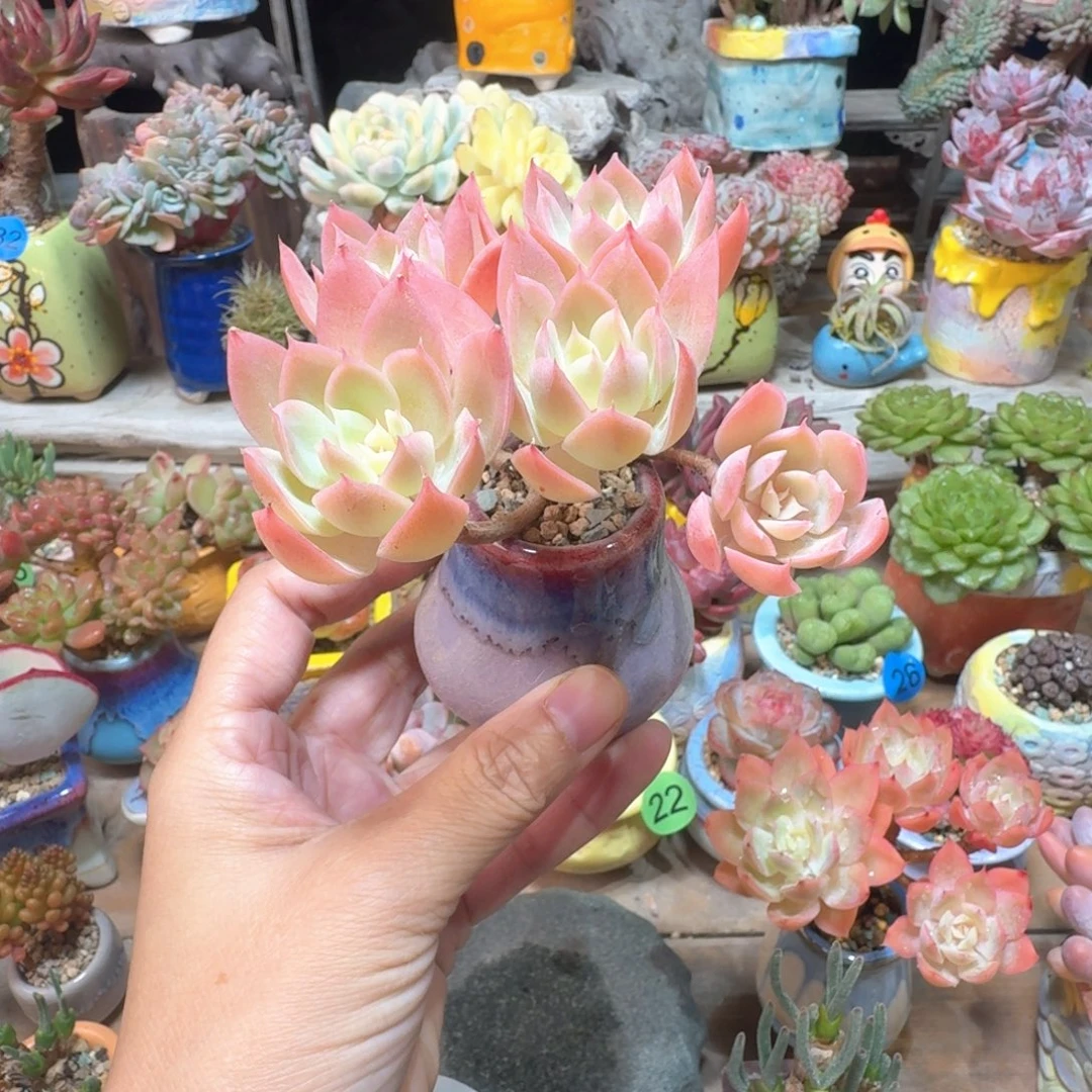 风***༄丝绸面纱 多肉含盆土 一物一拍