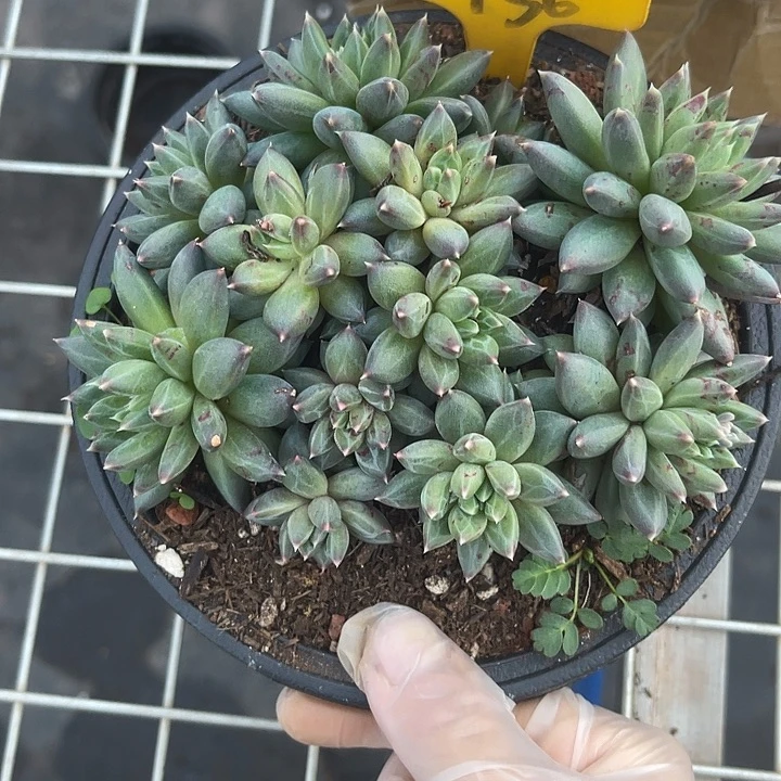 两单包邮，一物一拍156美人