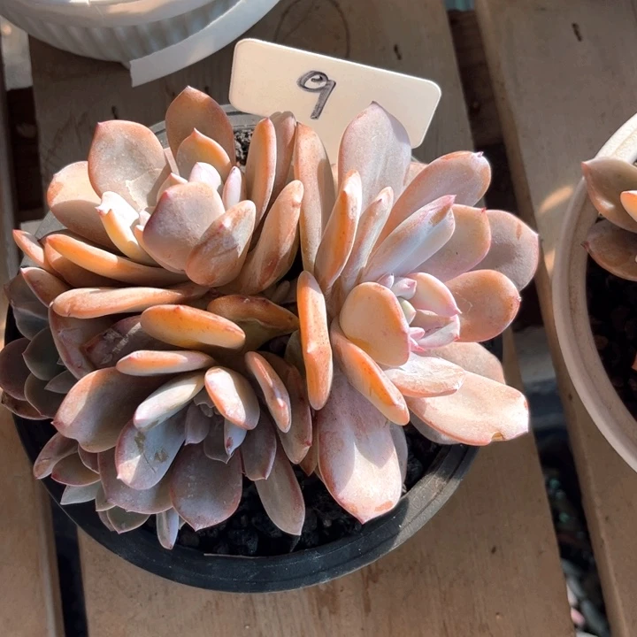 奶茶9号码牌子的话题了解