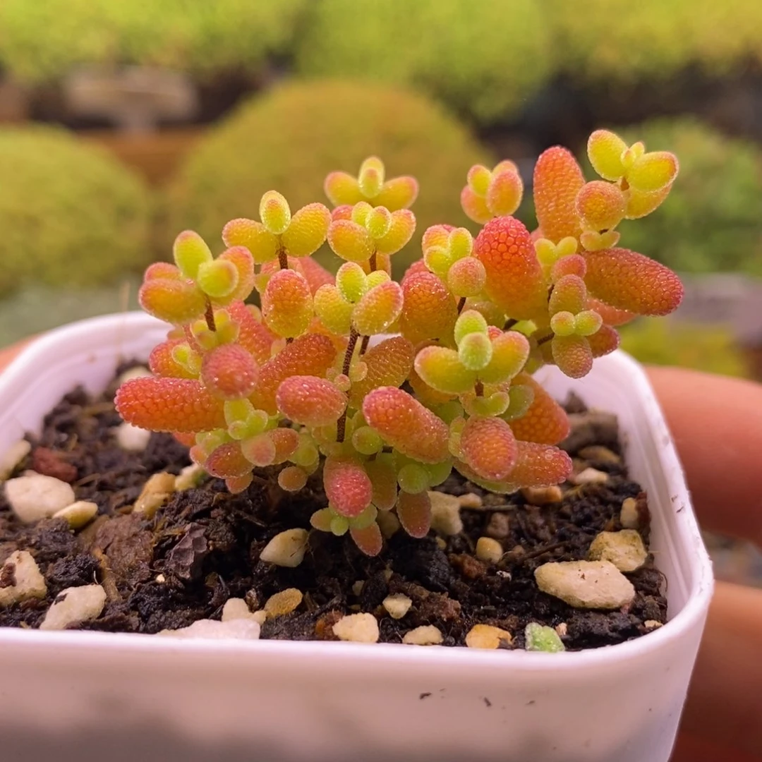 无花朵155蜜橘。