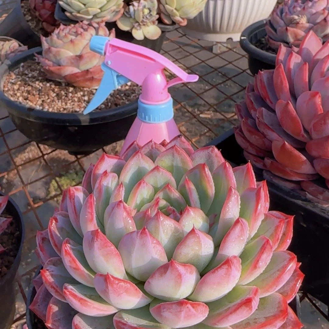 【闪购商品】母本模特红鸾