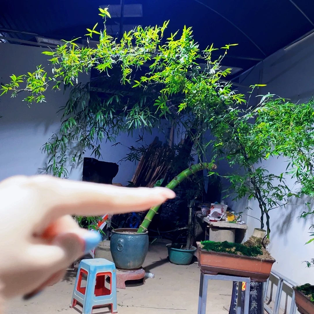 西***狼无花朵小叶簕竹熟桩陶瓷盆一物一拍