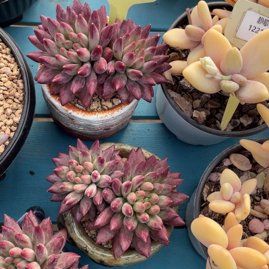 1221-3-优选虞美人双头一颗量拍