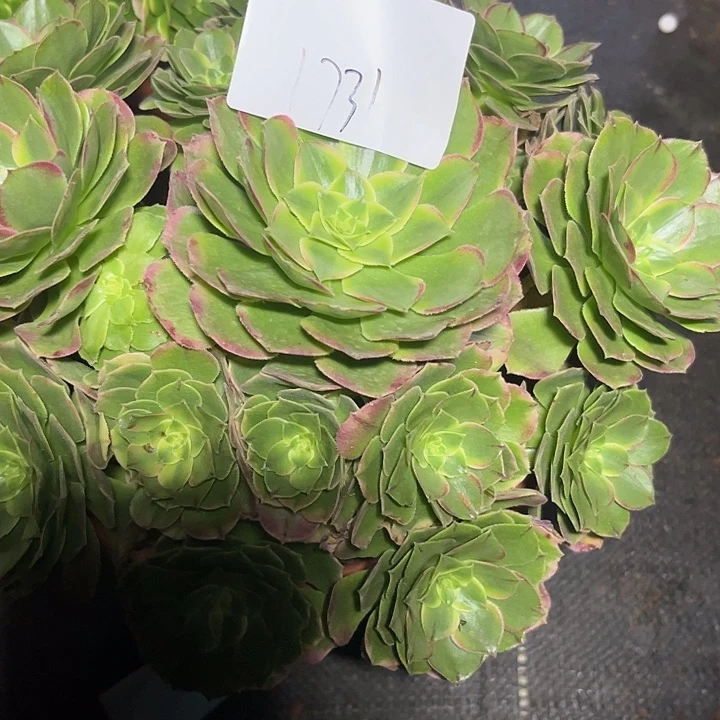 伊丽莎白多肉植物保护1731