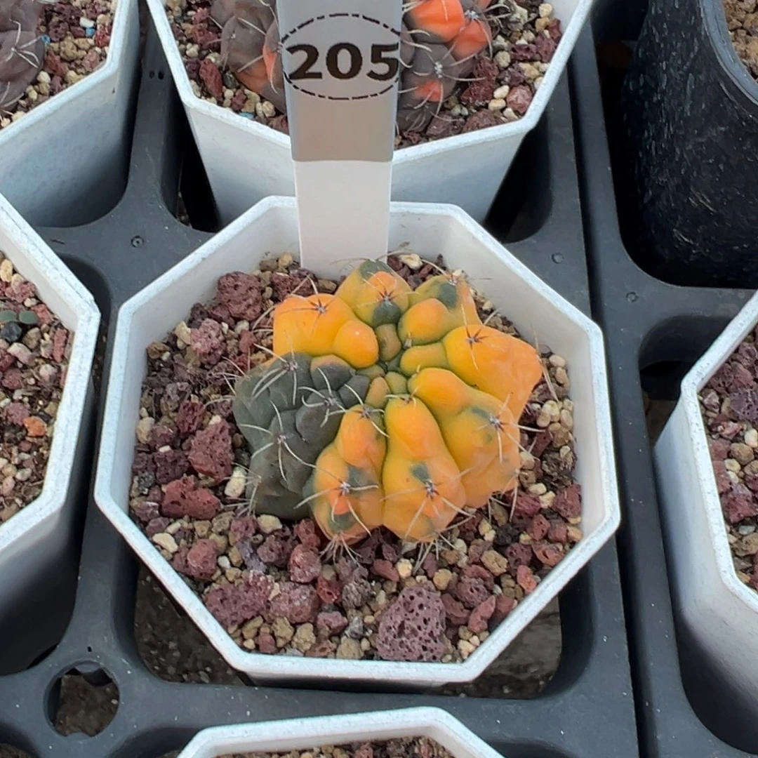 裸萼锦多肉植物带盆土205