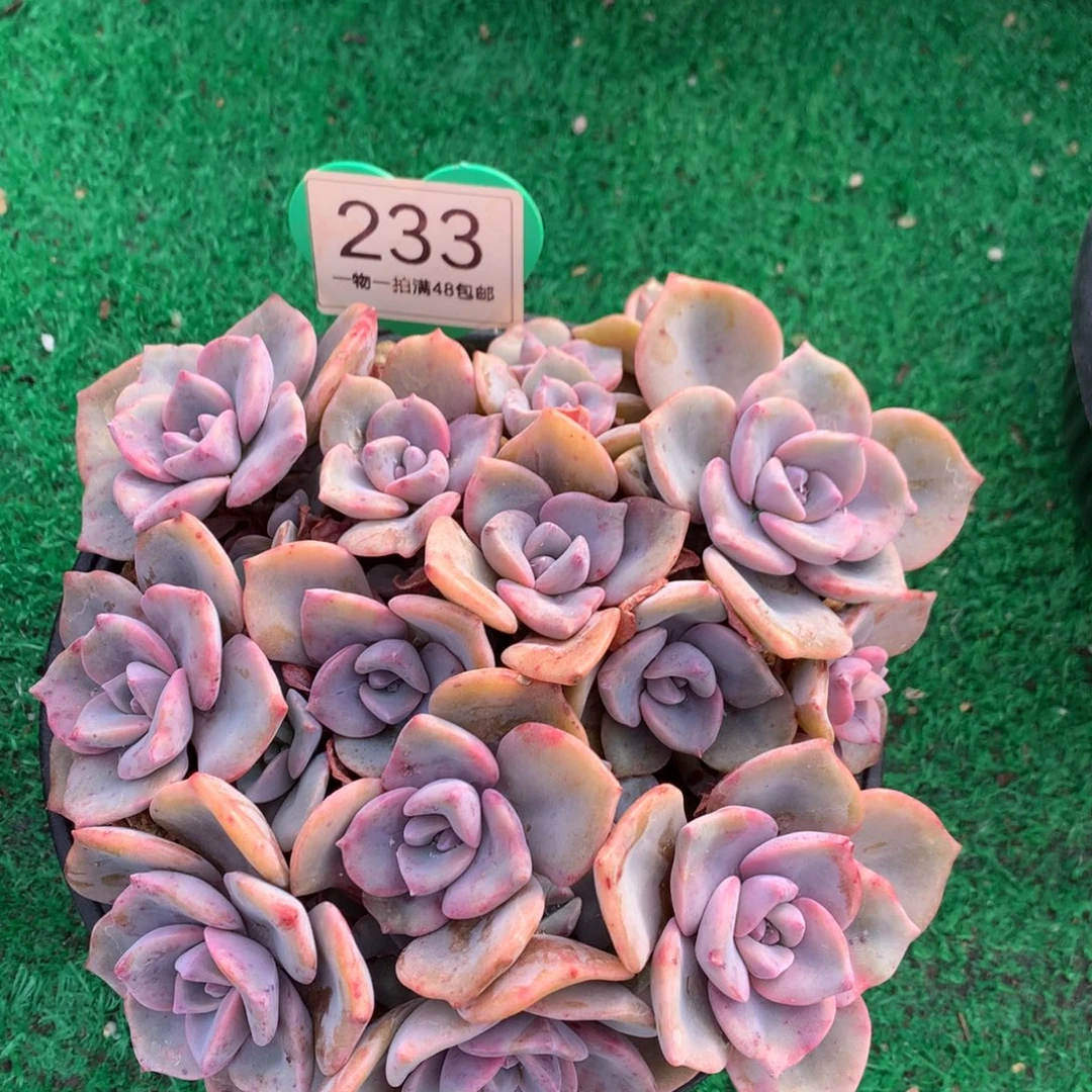 庆***你彩虹糖老桩无砍平头233