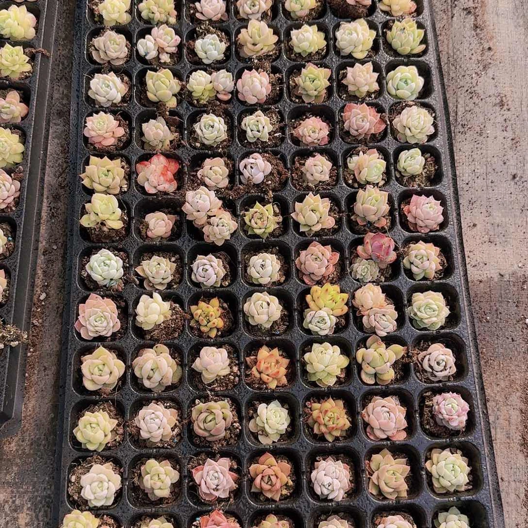 直播一物一拍多肉51