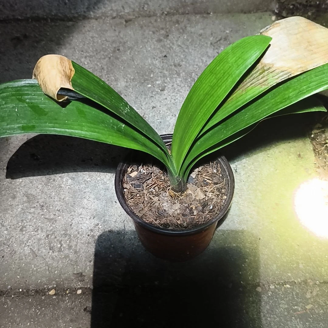 红***飘完全开放盲盒苗残叶无售后