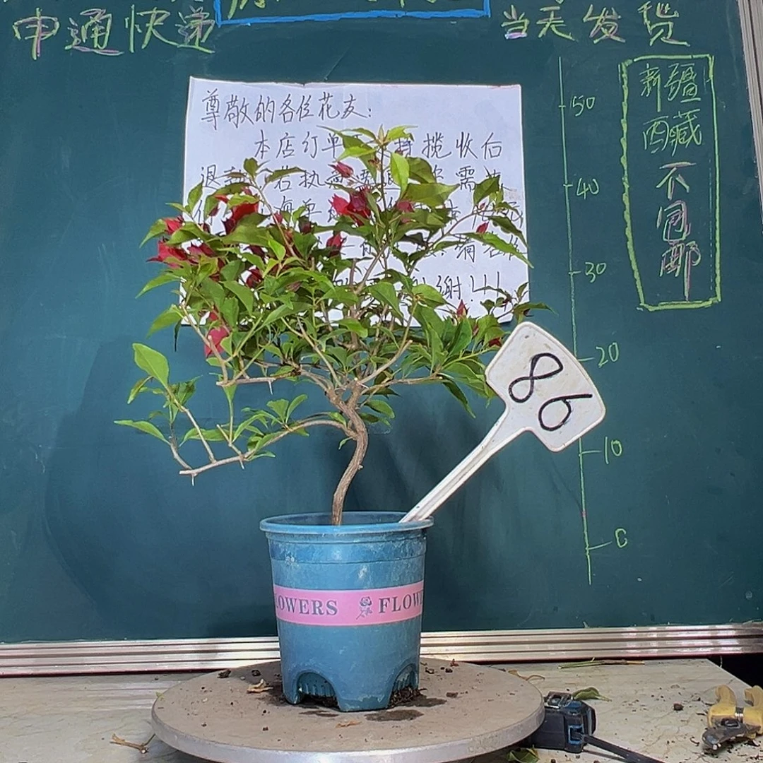 当前无花栽培后可以开花造型 紫桑巴 86