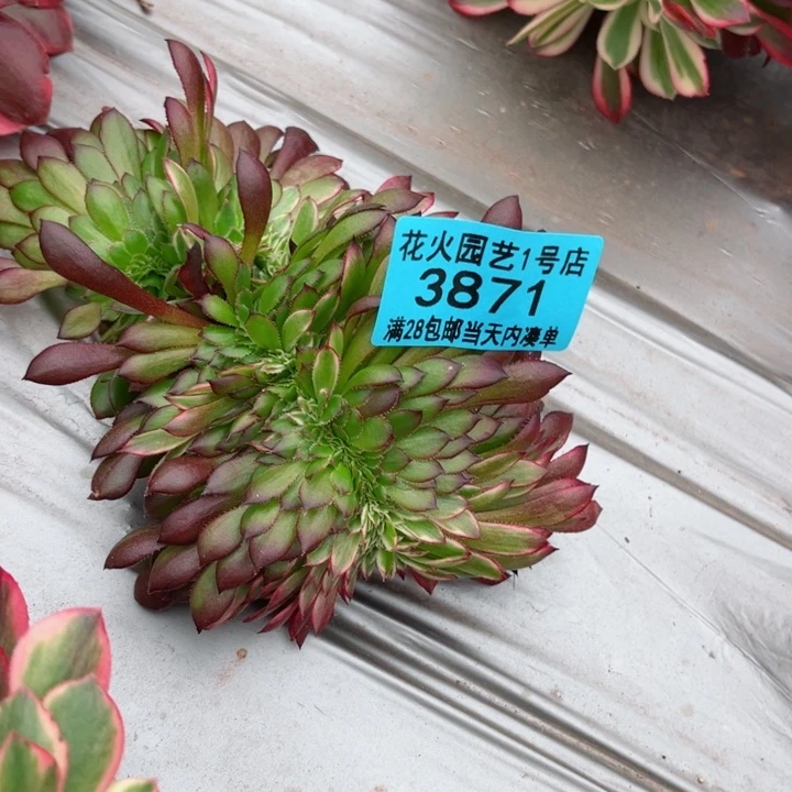 阴阳缀3871多肉植物