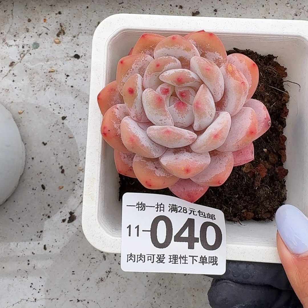 橙梦露无盆土发货无盆