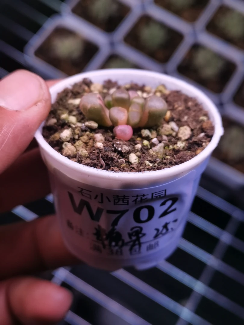 糖果-五十铃玉锦-多肉植物