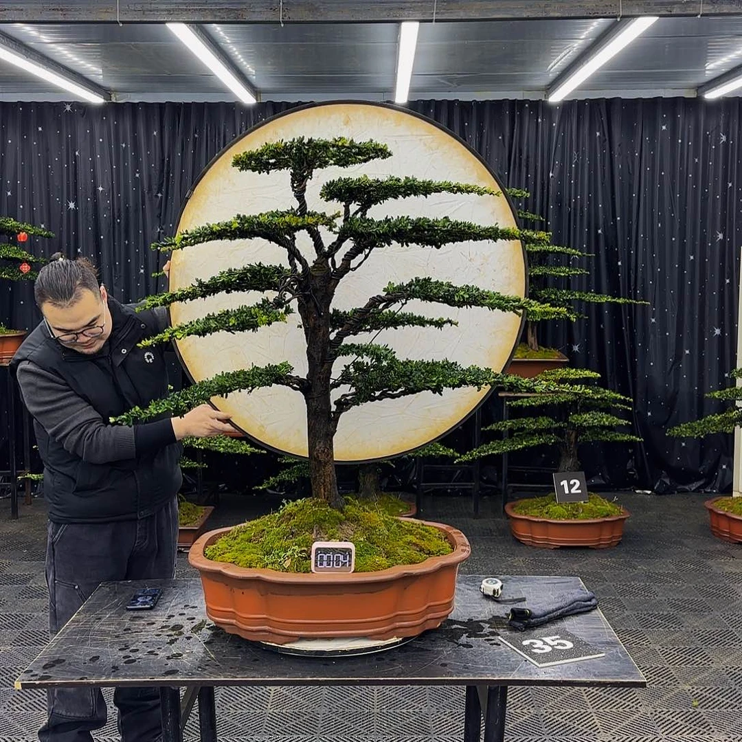 红芽罗汉松高端造型盆景