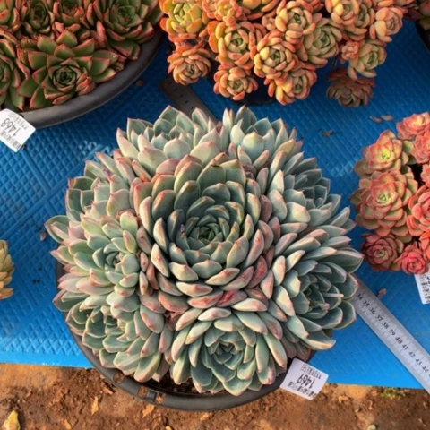 k****j1469阿尔巴多肉