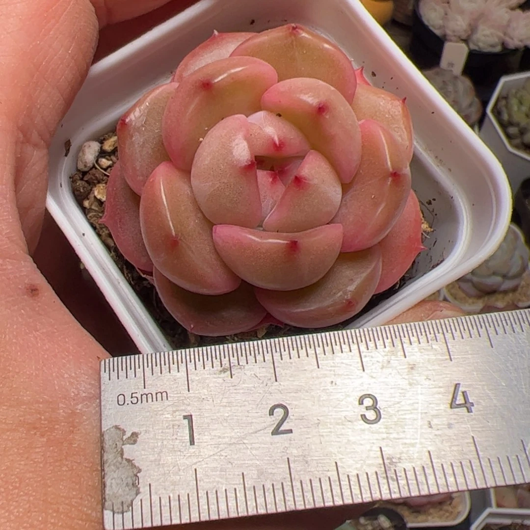 644 多肉植物组合盆栽