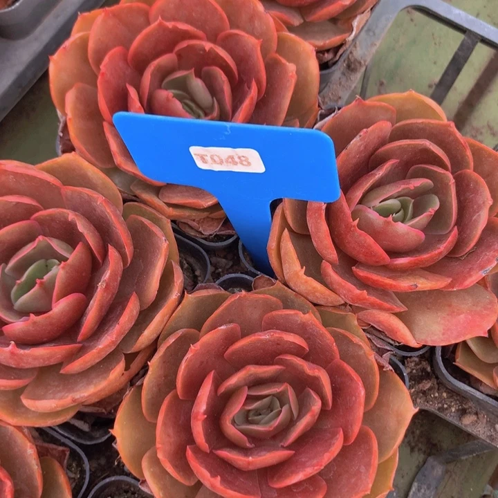 t048超灯单头脱土发货