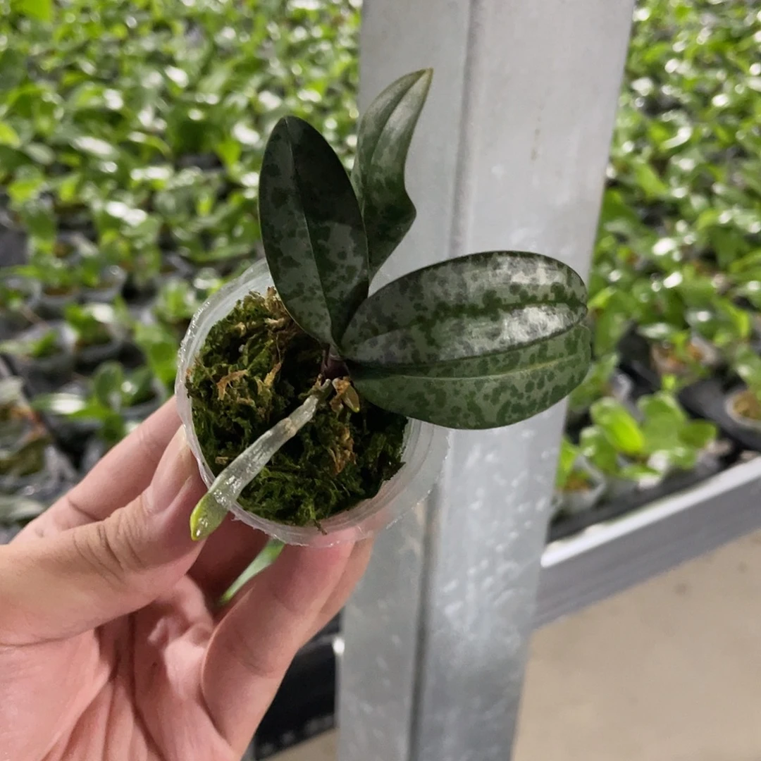 完全开放林登 薇甜 185号