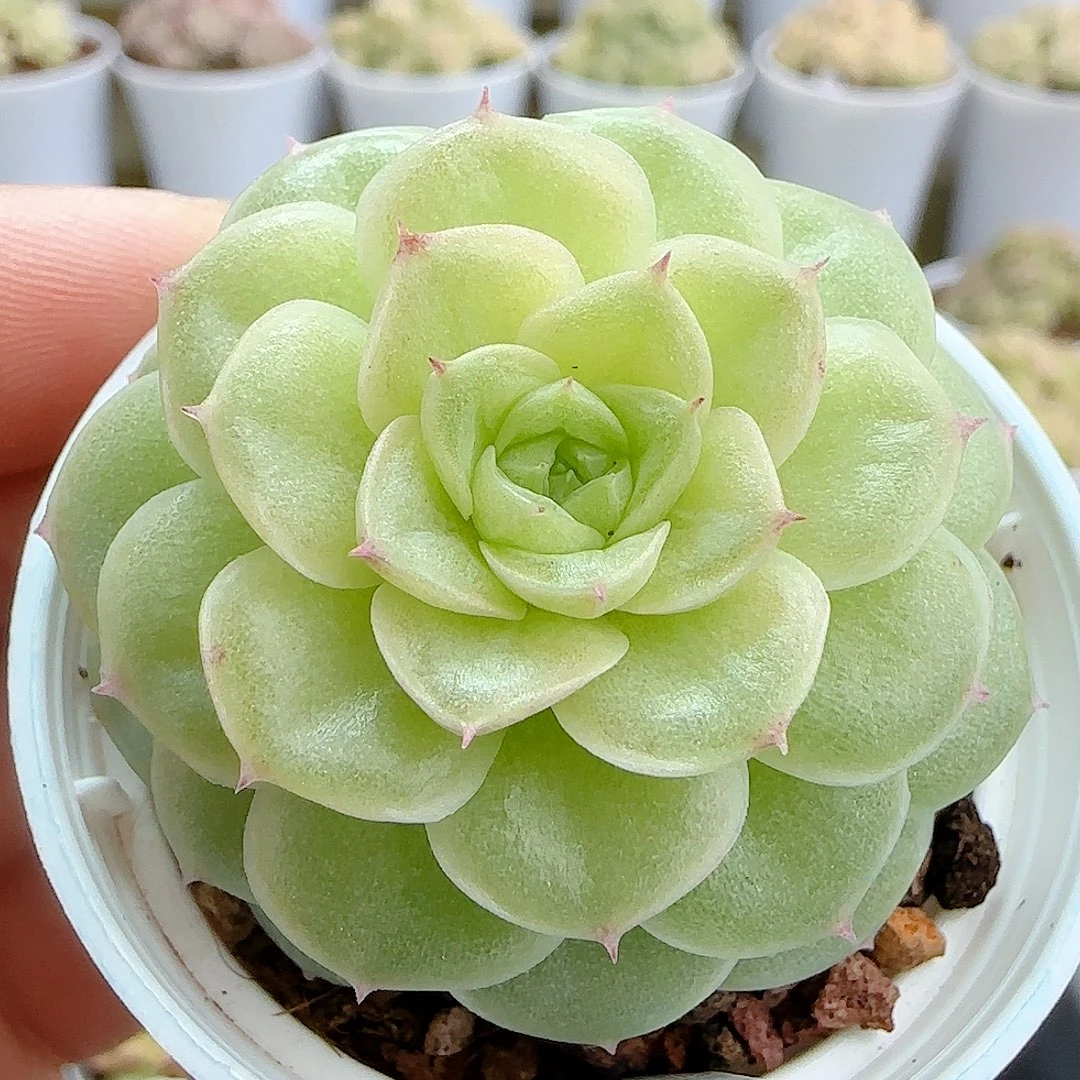 1119-77（fm-202）优选