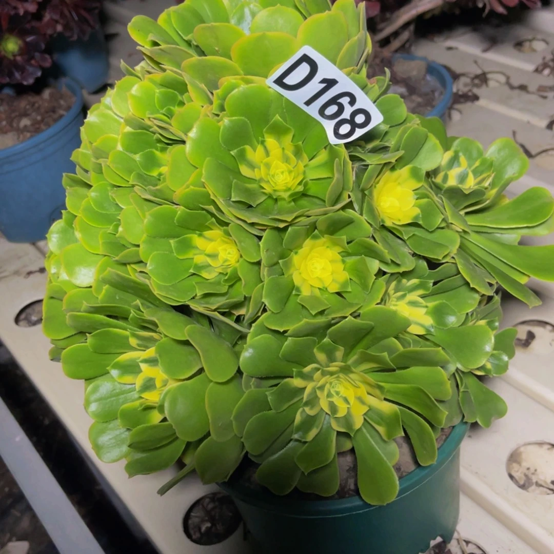 辛尼亚法师7///45包邮