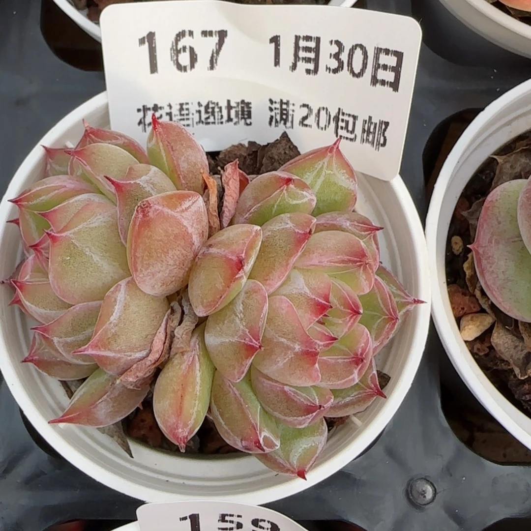 花语逸镜0130-167