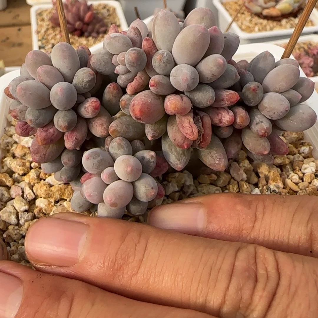 绝地反击风口高考高考高考