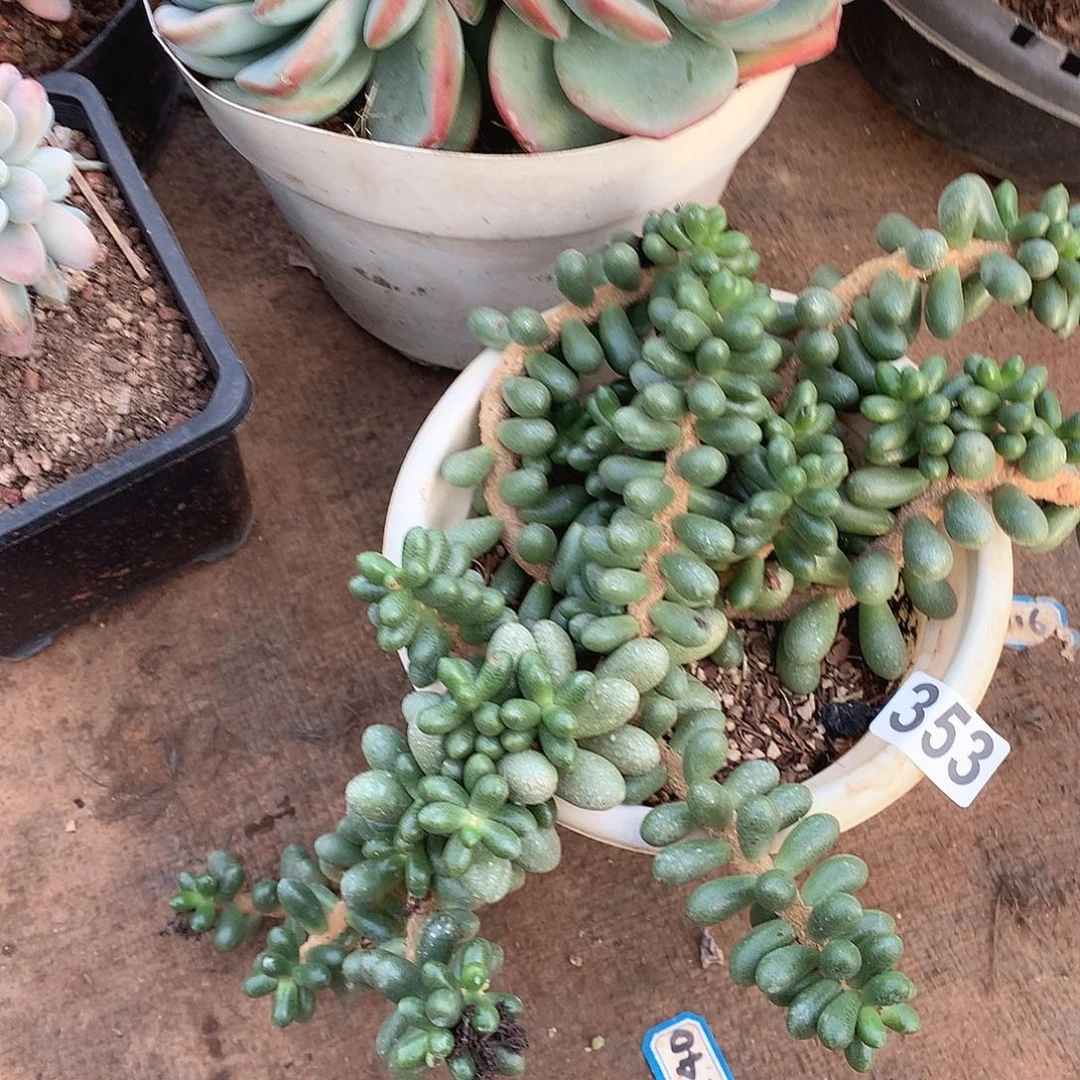 353绿龟一物一拍多肉