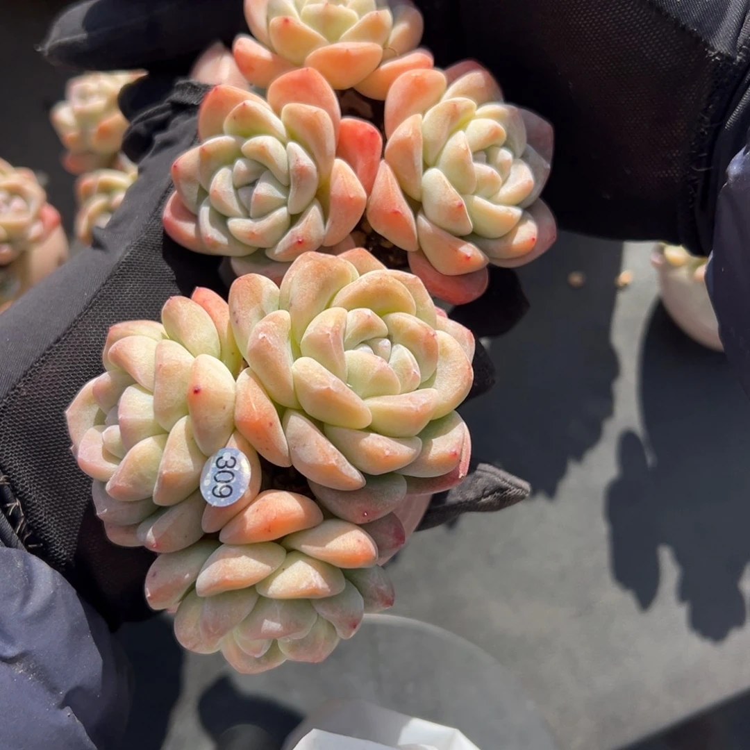 一**秋俩个三头冰玉带盆000000000