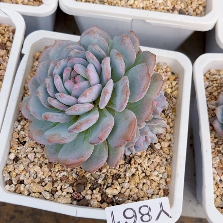 星星橙861 满28包邮