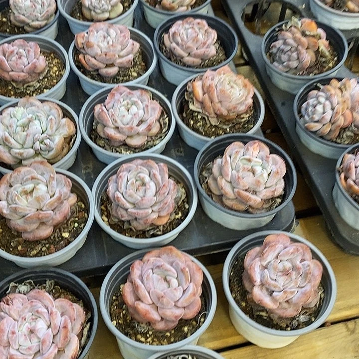 单头石榴籽星影福利