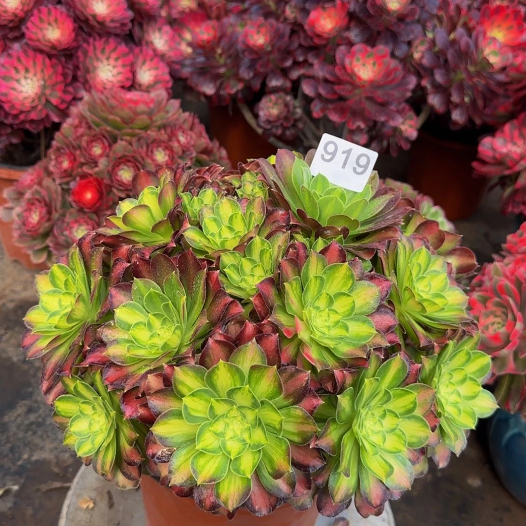 韶华丛林花脸919