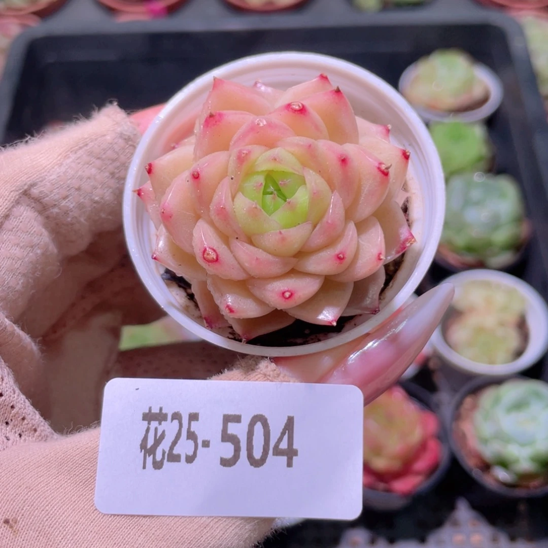 花利美25-504麦秆