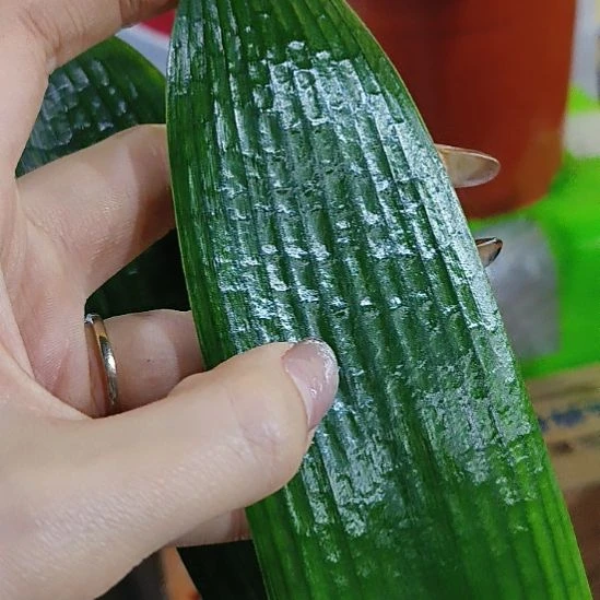 完全开放FB能发减肥减肥解放军