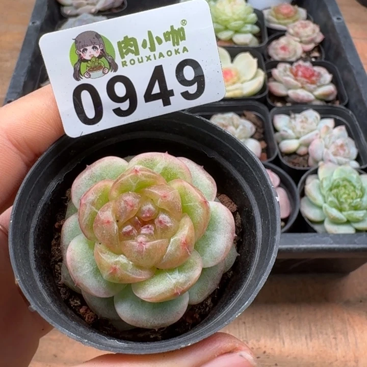 多肉植物多肉植物