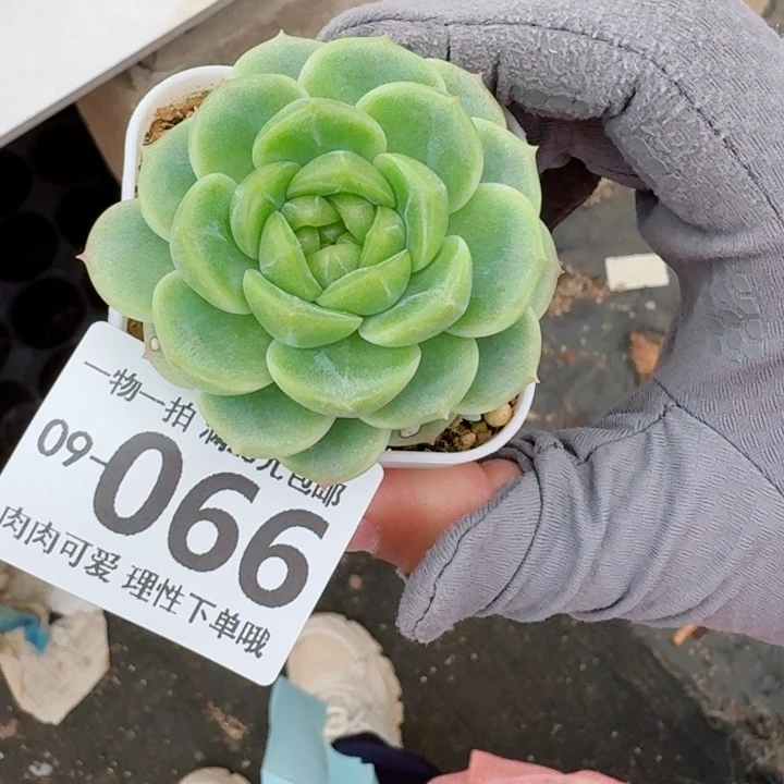 财富密码多肉植物多肉植物多肉