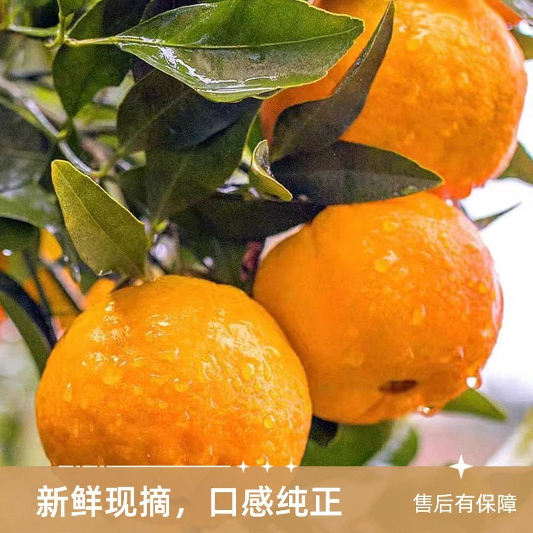 四川椪柑皮薄肉厚甜美多汁口感纯正酸甜爆汁果味十足新鲜采摘